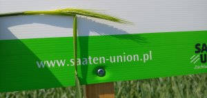 Żyto hybrydowe SU Performer F1