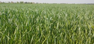 Żyto hybrydowe SU Performer F1