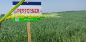 Żyto hybrydowe SU Performer F1