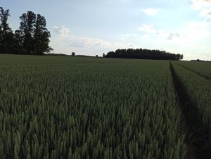 
Pszenica ozima - Delawar