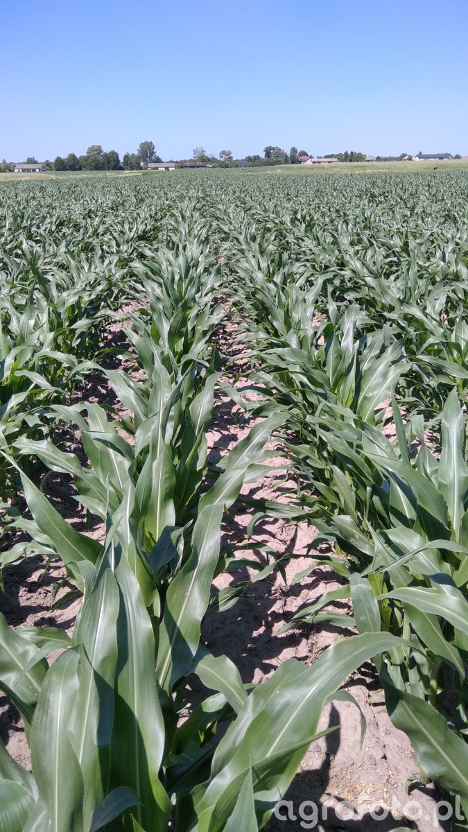 DKC 3788 - zdjęcie, fotka, foto numer: 802438 - Galeria rolnicza agrofoto