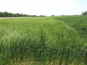 Jęczmień jary etoile