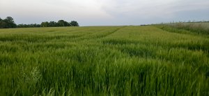 Jęczmień jary Soldo