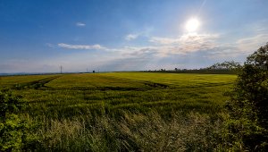 Jęczmień ozimy 07.06.2021