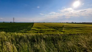 Jęczmień ozimy 07.06.2021