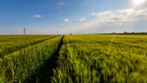 Jęczmień ozimy 07.06.2021