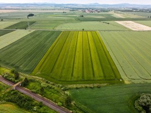 Jęczmień ozimy 12.06.2021