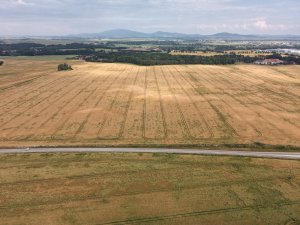 Jęczmień ozimy 26.06.2021 z drona