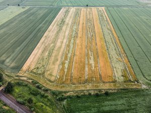 Jęczmień ozimy 26.06.2021 z drona