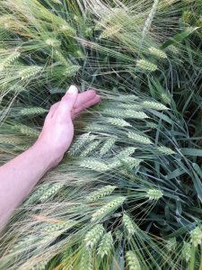 Jęczmień ozimy Jakubus