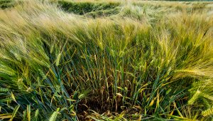 Jęczmień ozimy LG Veronika 26.06.2021