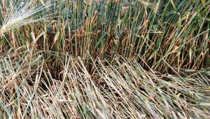 Jęczmień ozimy LG Veronika 26.06.2021