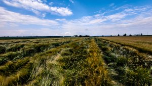 Jęczmień ozimy LG Veronika 26.06.2021