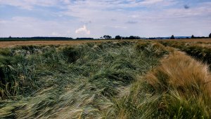 Jęczmień ozimy LG Veronika 26.06.2021