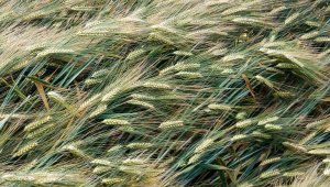 Jęczmień ozimy LG Veronika 26.06.2021