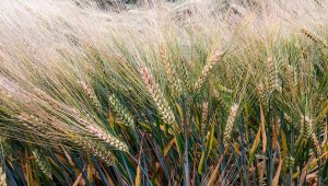 Jęczmień ozimy LG Veronika 26.06.2021