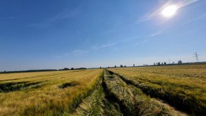 jęczmień ozimy LG veronika i padura 20.06.2021
