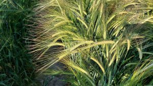 jęczmień ozimy padura 20.06.2021