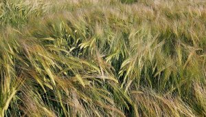 jęczmień ozimy padura 20.06