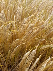 Jęczmień ozimy Sandra 