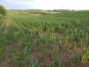 Kukurydza po gradobiciu