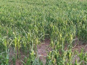 Kukurydza po gradobiciu