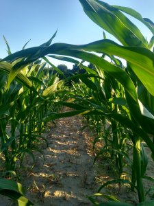 Kukurydza