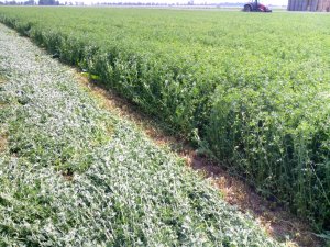 Lucerna DSV drugi pokos