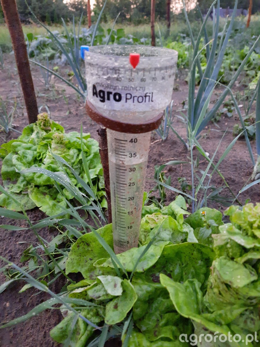 Opad Obrazek, fotka, zdjecie, photo 802602 Galeria rolnicza agrofoto