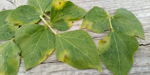 plamy na liściach fasoli