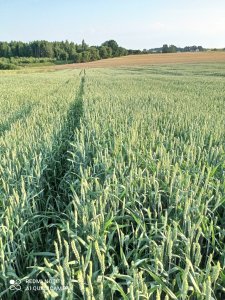 Pszenica Jara Goplana