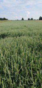 Pszenica jara Goplana