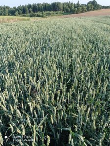 Pszenica Jara Goplana