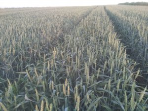 Pszenica jara Monsun