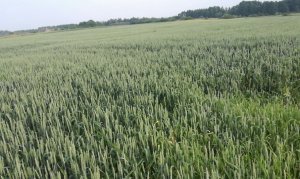 Pszenica Jara na Klasie 5 i 4