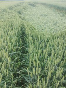 Pszenica oz. Chevignon