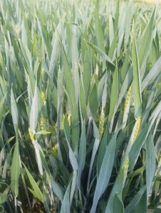 pszenica ozima 07.06.2021