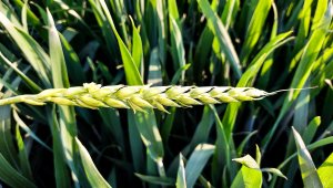 Pszenica ozima 07.06.2021