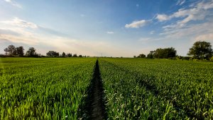 Pszenica ozima 07.06.2021