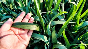 Pszenica ozima 07.06.2021