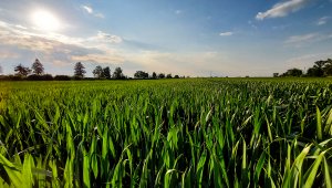 Pszenica ozima 07.06.2021