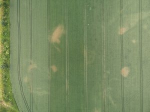 Pszenica ozima 26.06.2021 z drona