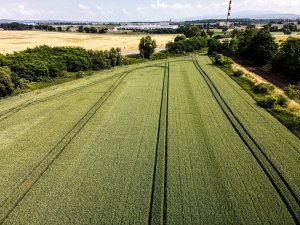 Pszenica ozima 26.06.2021 z drona