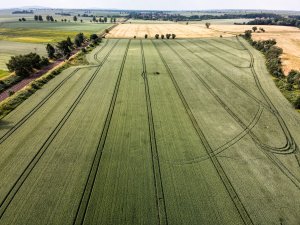 Pszenica ozima 26.06.2021 z drona