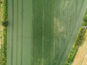 Pszenica ozima 26.06.2021 z drona