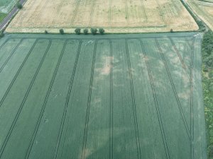 Pszenica ozima 26.06.2021 z drona