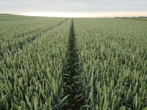 Pszenica ozima ADMONT