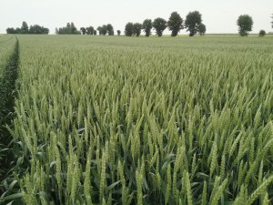 Pszenica ozima BOSPORUS 