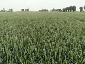 Pszenica ozima BOSPORUS 