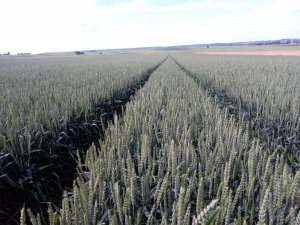 Pszenica ozima Delawar 